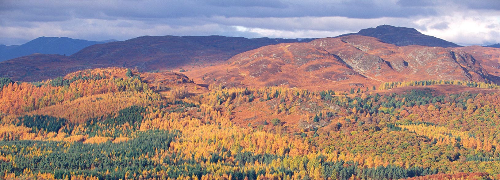 Mountain view with forestry trees on lower slopes