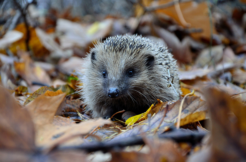 hedgehog in leaves