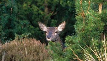 deer
