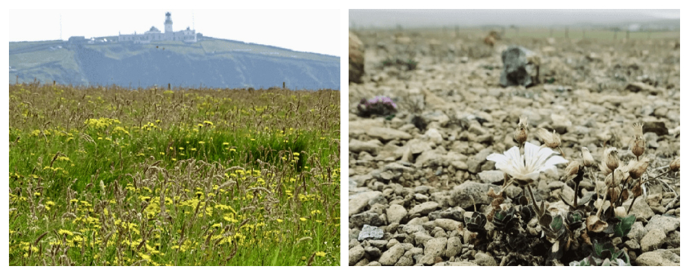 One image of a landscape with a lighthouse in the background and one image of a flower growing in gravel