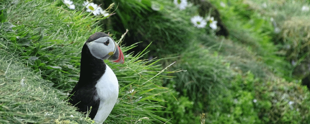 puffin outside