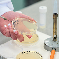 hands holding a petri tray